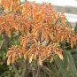 Aloe Striata Hardy Aloe Exotic Seeds Fresh Garden