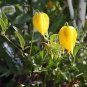 Clematis Tangutica Golden Clematis Seeds Fresh Garden
