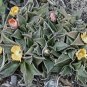 Nananthus Transvaalensis Hardy Living Stone Exotic Seeds Fresh Garden