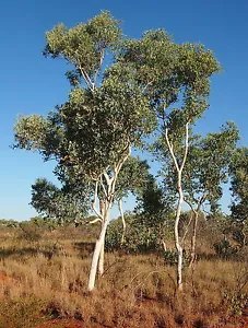 Eucalyptus Alba White Gum Cold Hardy Seeds Fresh Garden