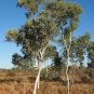 Eucalyptus Alba White Gum Cold Hardy Seeds Fresh Garden