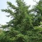 Larix Gmelinii Larch Tree Seeds Fresh Garden