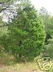 Juniperus Virginiana Eastern Red Cedar Seeds Fresh Garden