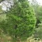 Juniperus Virginiana Eastern Red Cedar Seeds Fresh Garden