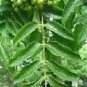 Phellodendron Amurense Amur Cork Tree Seeds Fresh Garden
