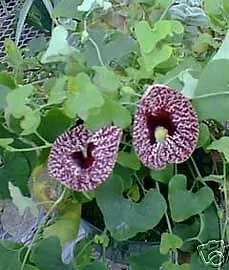 Aristolochia Elegans Calico Flower Exotic Seeds Fresh Garden