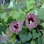 Aristolochia Elegans Calico Flower Exotic Seeds Fresh Garden