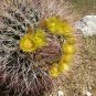 Ferocactus Cylindraceus Hardy Cacti Seeds Fresh Garden