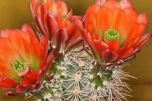 Echinocereus Polyacanthus Orange Red Hedgehog Cactus Hardy Seeds Fresh Garden