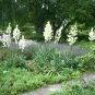 Yucca Filamentosa Adams Needle Yucca Seeds Fresh Garden