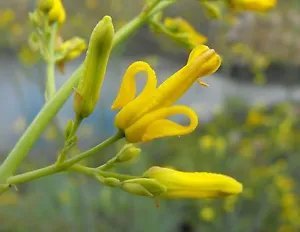 Dicentra Chrysantha Yellow Dicentra Seeds Fresh Garden