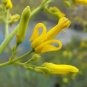 Dicentra Chrysantha Yellow Dicentra Seeds Fresh Garden