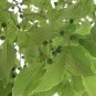 Celtis Laevigata Southern Hackberry Tree Seeds Fresh Garden
