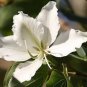 Bauhinia Alba White Orchid Tree Exotic Seeds Fresh Garden