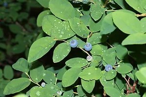 Vaccinium Ovalifolium Unique Fruit Shrub Seeds Fresh Garden
