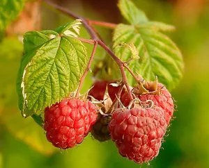 Rubus Idaeus Red Raspberry Fruit Seeds Fresh Garden