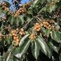 Diospyros Lotus Persimmon Tree Seeds Fresh Garden