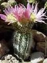 Echinocereus Reichenbachi Baileyi Hedgehog Cactus Seeds Fresh Garden