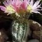 Echinocereus Reichenbachi Baileyi Hedgehog Cactus Seeds Fresh Garden