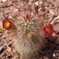 Echinocereus Russanthus Hardy Hedgehog Cactus Seeds Fresh Garden