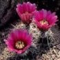 Echinocereus Engelmannii Chrysocentrus Hardy Seeds Fresh Garden