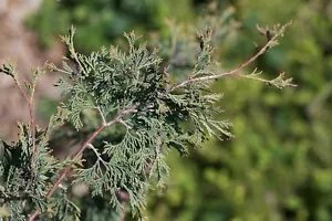 Chamaecyparis Thyoides Glauca Atlantic Cedar Seeds Fresh Garden