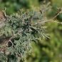 Chamaecyparis Thyoides Glauca Atlantic Cedar Seeds Fresh Garden