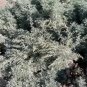 Artemisia Absinthium Absinth Wormwood Seeds Fresh Garden