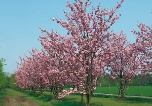 Prunus Serrulata Flowering Cherry Tree Seeds Fresh Garden