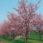 Prunus Serrulata Flowering Cherry Tree Seeds Fresh Garden