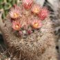 Escobaria Tuberculosa Hardy Ball Cactus Seeds Fresh Garden