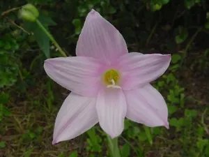 Habranthus Robustus Pink Rain Lily Seeds Fresh Garden