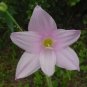 Habranthus Robustus Pink Rain Lily Seeds Fresh Garden