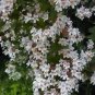Kolkwitzia Amabilis Beautyberry Bush Seeds Fresh Garden