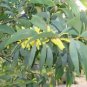 Acacia Crassicarpa Hardy Acacia Exotic Seeds Fresh Garden