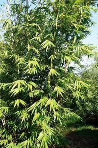 Dendrocalamus Longispathus Timber Bamboo Seeds Fresh Garden