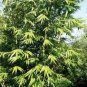 Dendrocalamus Longispathus Timber Bamboo Seeds Fresh Garden