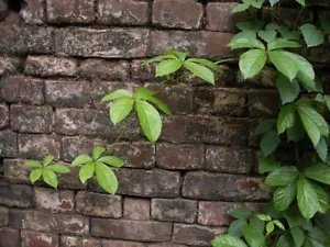 Dioscorea Pentaphylla Rare Permaculture Crop Yam Seeds Fresh Garden