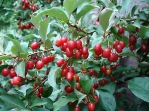 Elaeagnus Multiflora Goumi Berry Seeds Fresh Garden