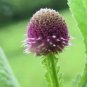 Sphaeranthus Indicus East Indian Globe Thistle Seeds Fresh Garden