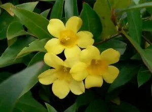 Gelsemium Sempervirens Carolina Jessamine Vine Seeds Fresh Garden