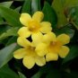 Gelsemium Sempervirens Carolina Jessamine Vine Seeds Fresh Garden