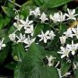 Tricyrtis Hirta Alba White Japanese Toad Lily Seeds Fresh Garden
