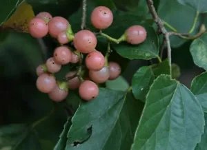 Cordia Dichotoma Fragrant Manjack Tree Exotic Seeds Fresh Garden