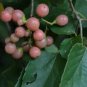 Cordia Dichotoma Fragrant Manjack Tree Exotic Seeds Fresh Garden