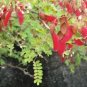 Pterolobium Hexapetalum Indian Redwing Seeds Fresh Garden