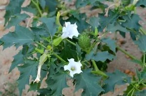 Datura Stramonium Fragrant White Flowers Seeds Fresh Garden
