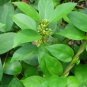 Gymnema Sylvestre Gymnema Herb Seeds Fresh Garden