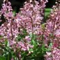 Dictamnus Albus Rubra Gas Plant Flower Seeds Fresh Garden