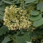 Dalbergia Hupeana Hardy Rosewood Tree Exotic Seeds Fresh Garden